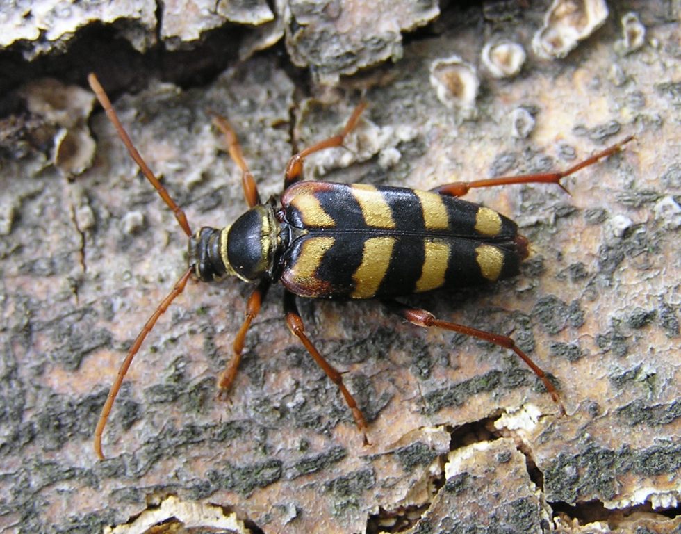 Leptura aurulenta Fabricius, 1792