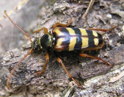 Leptura aurulenta