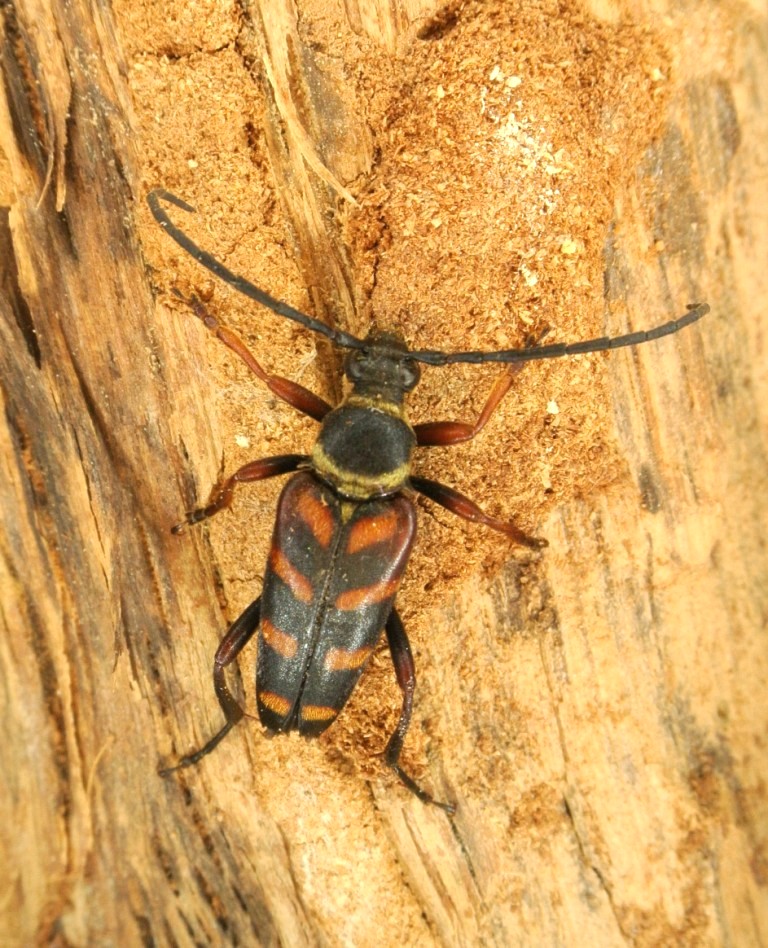 Leptura aurulenta Fabricius, 1792