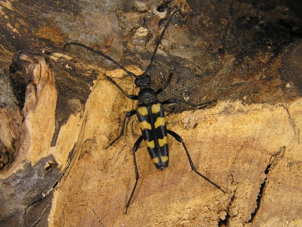 Leptura quadrifasciata Linnaeus, 1758