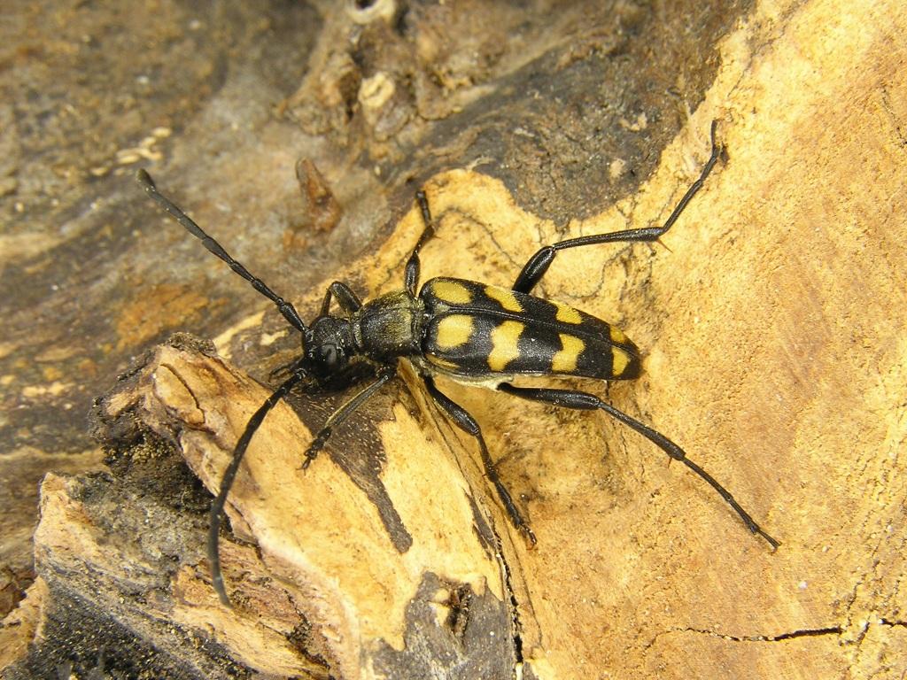 Leptura quadrifasciata Linnaeus, 1758