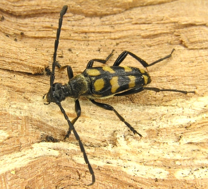 Leptura quadrifasciata Linnaeus, 1758