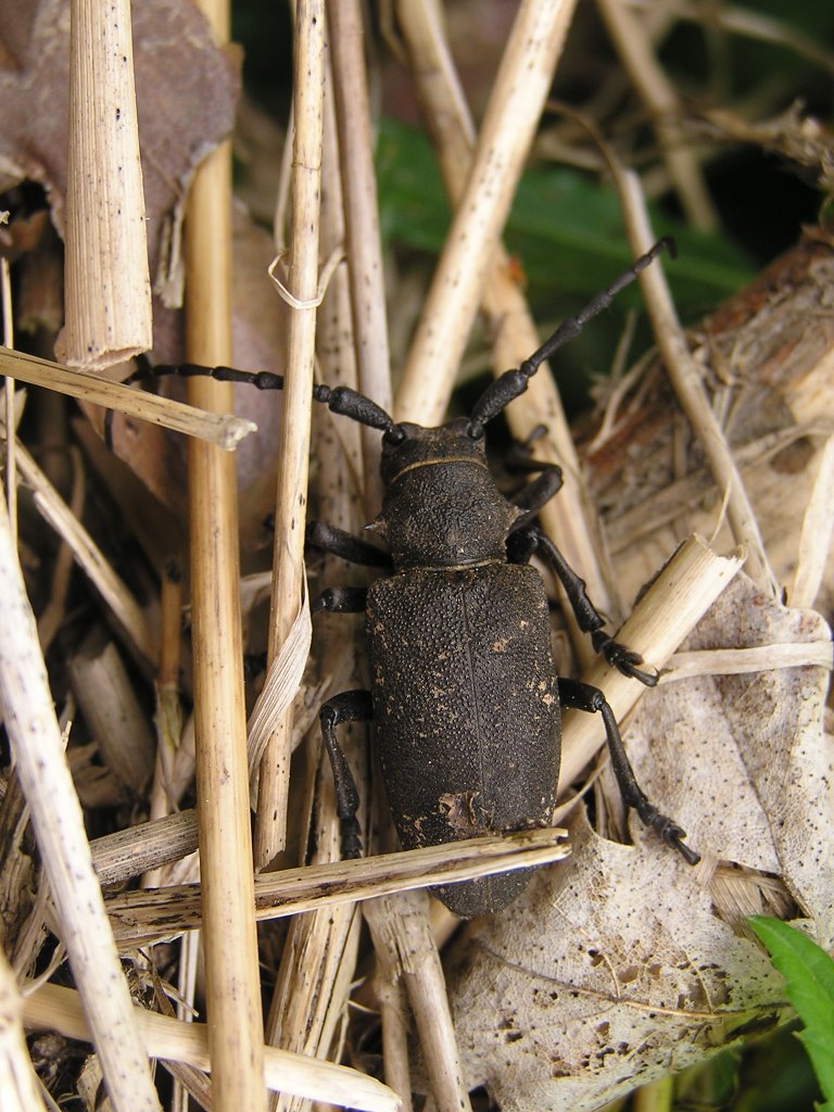 Lamia textor (Linnaeus, 1758)