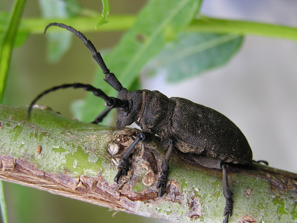 Lamia textor (Linnaeus, 1758)