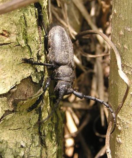 Lamia textor (Linnaeus, 1758)