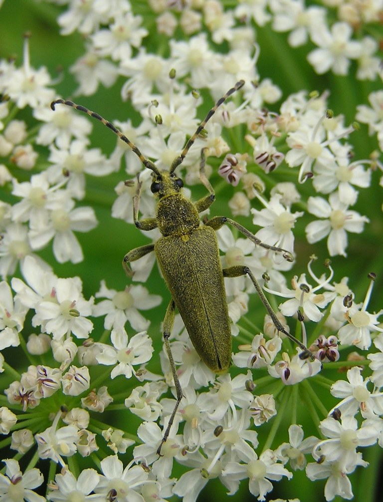 Lepturobosca virens (Linnaeus, 1758)