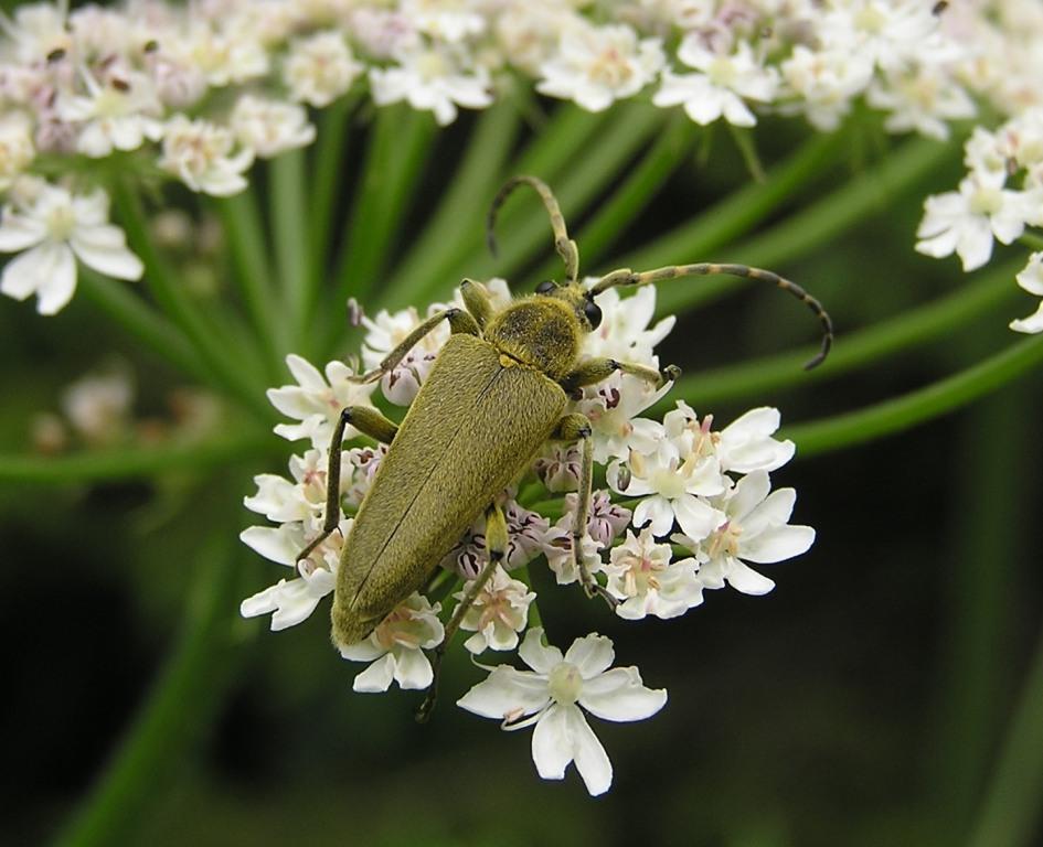 Lepturobosca virens (Linnaeus, 1758)