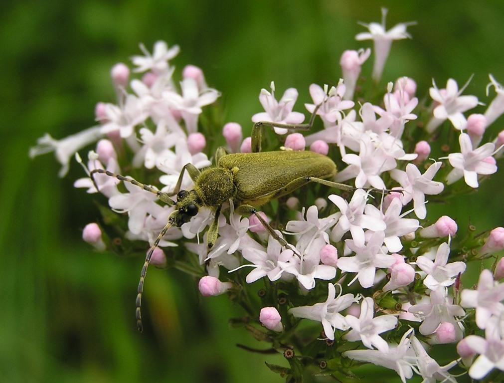 Lepturobosca virens (Linnaeus, 1758)