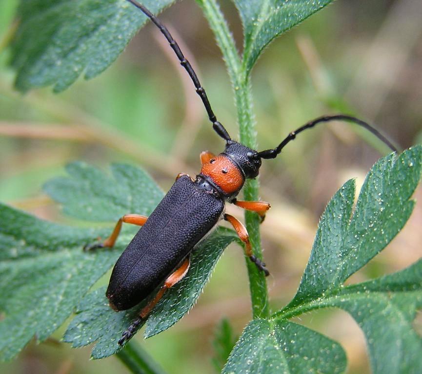 Musaria affinis (Harrer, 1784)