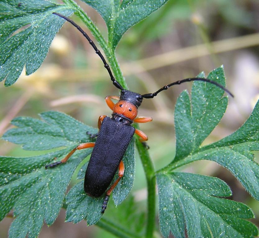 Musaria affinis (Harrer, 1784)