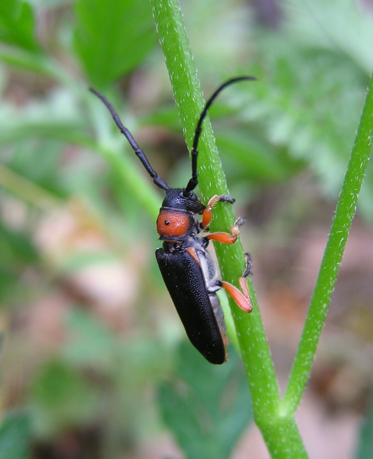 Musaria affinis (Harrer, 1784)