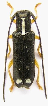 Menesia bipunctata (Zoubkoff, 1829)