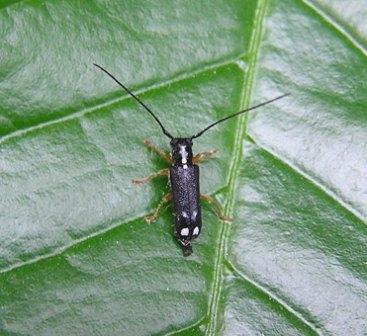 Menesia bipunctata (Zoubkoff, 1829)