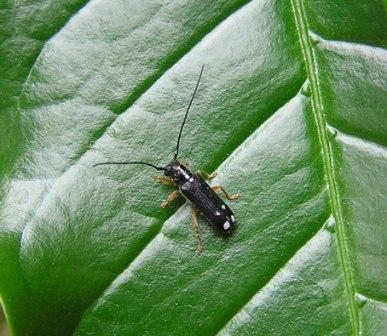 Menesia bipunctata (Zoubkoff, 1829)