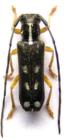 Menesia bipunctata (Zoubkoff, 1829)