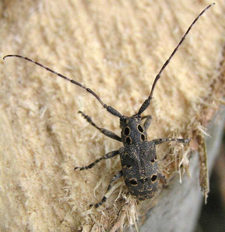 Mesosa curculionoides (Linnaeus, 1761)