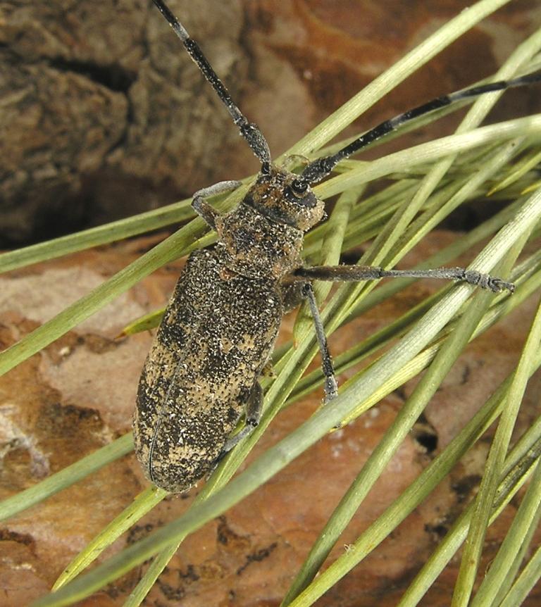 Monochamus galloprovincialis (Olivier, 1795)