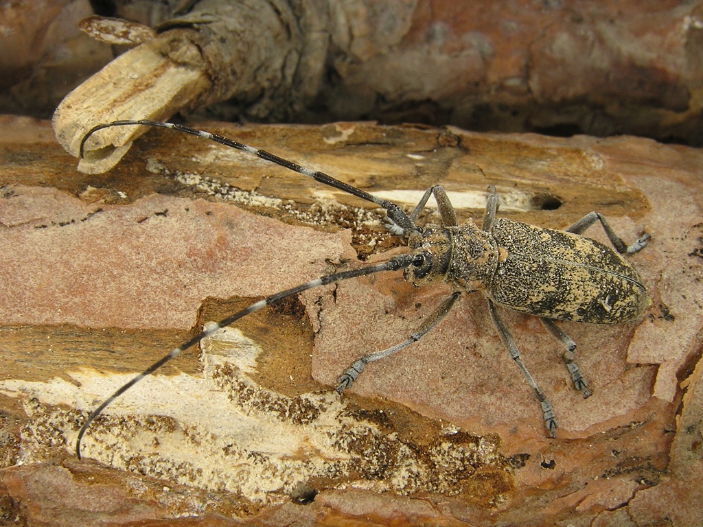 Monochamus galloprovincialis (Olivier, 1795)