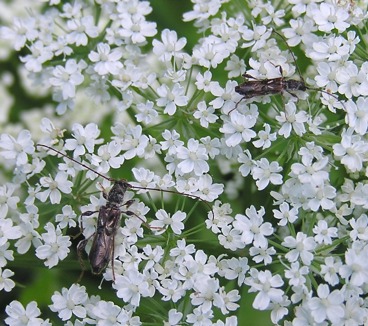 Molorchus minor (Linnaeus, 1767)