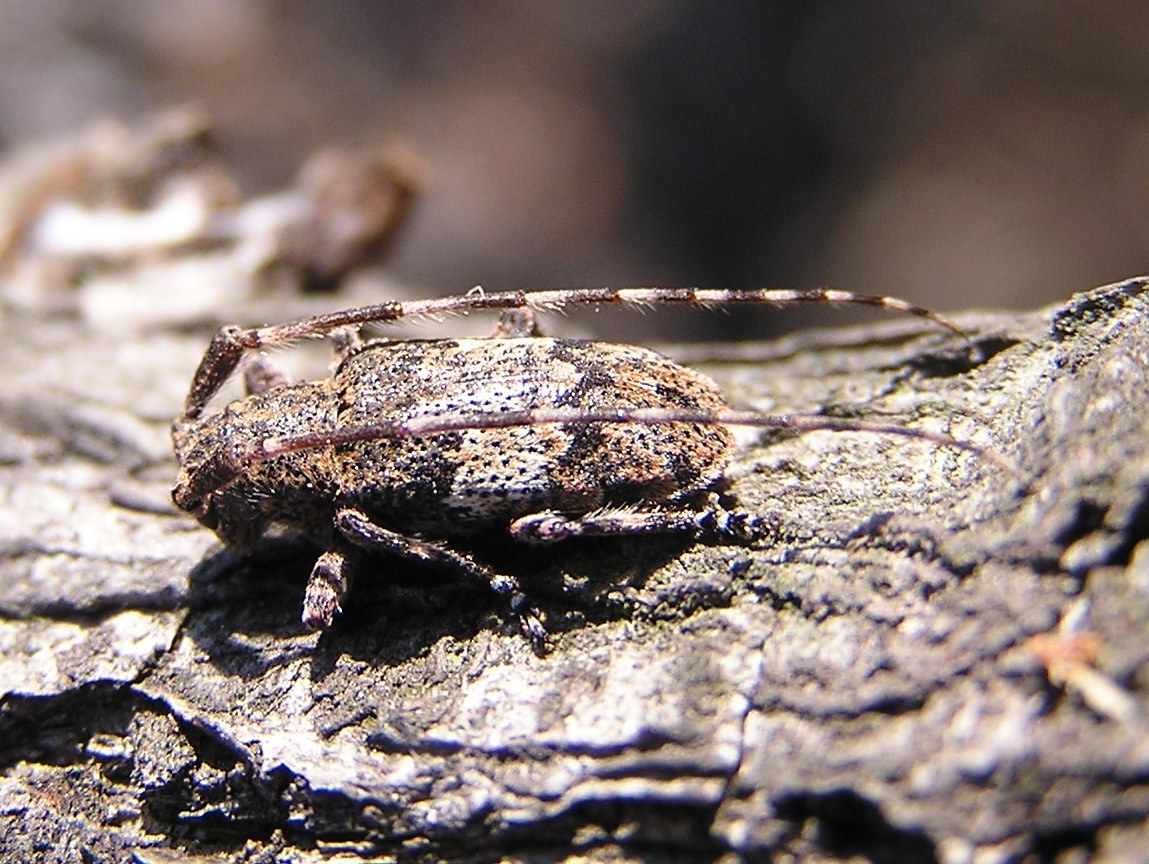 Mesosa nebulosa (Fabricius, 1781)