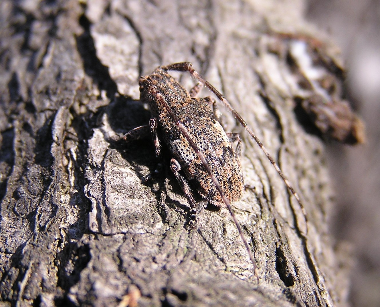 Mesosa nebulosa (Fabricius, 1781)