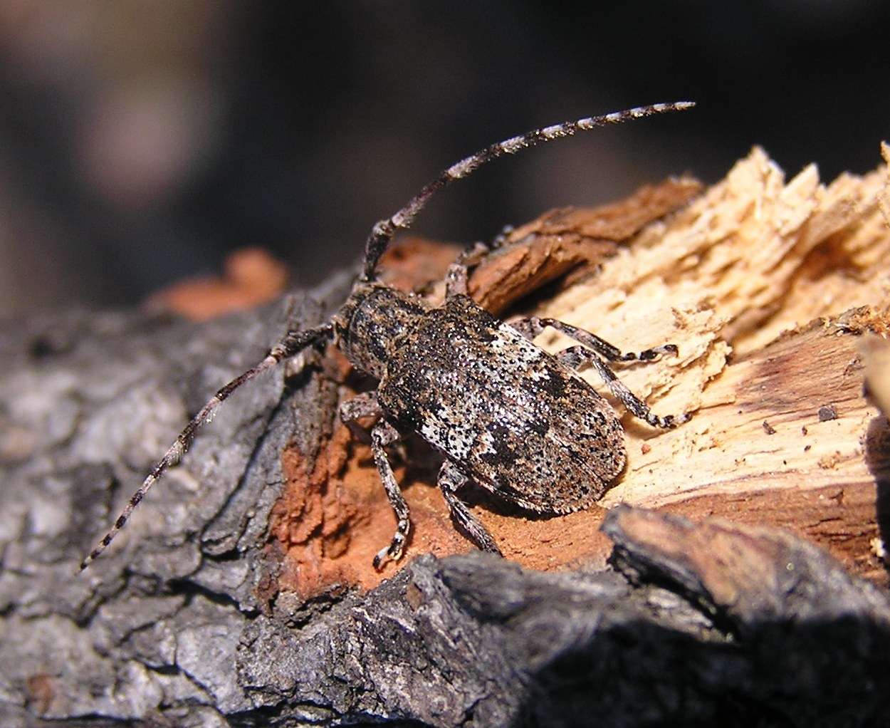 Mesosa nebulosa (Fabricius, 1781)