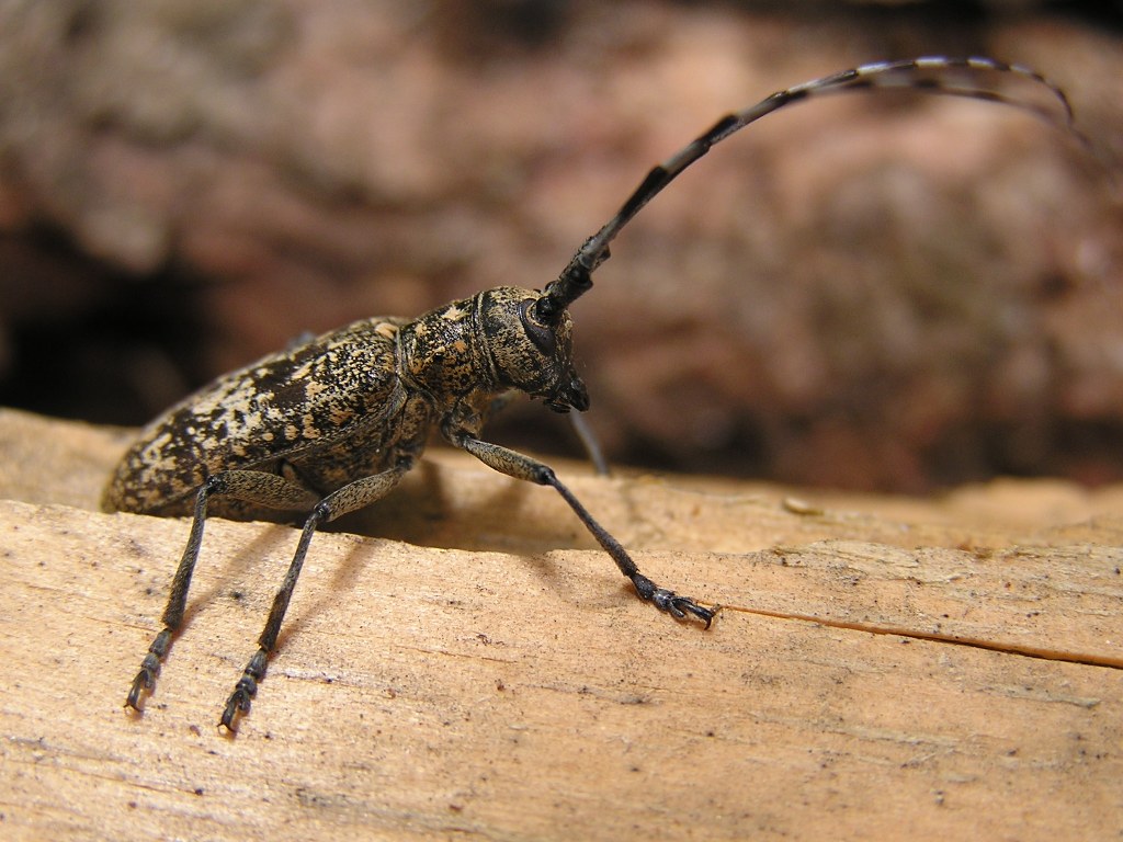 Monochamus saltuarius (Gebler, 1830)