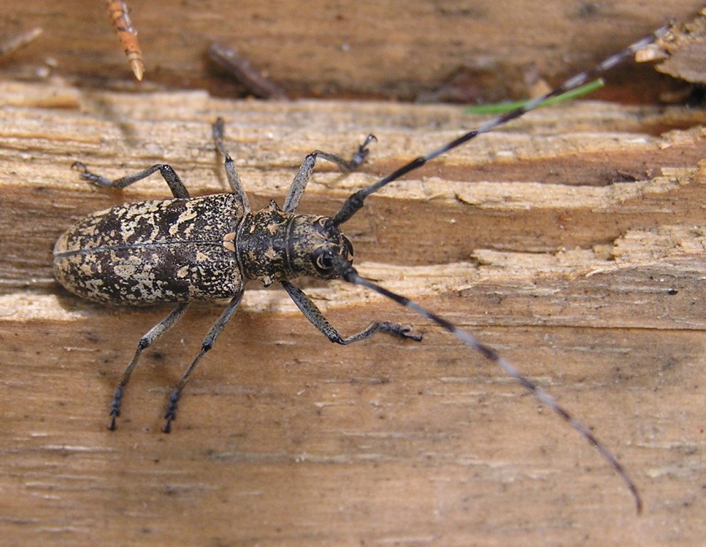 Monochamus saltuarius (Gebler, 1830)