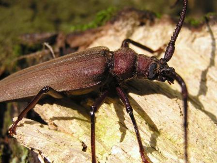 Megopis scabricornis