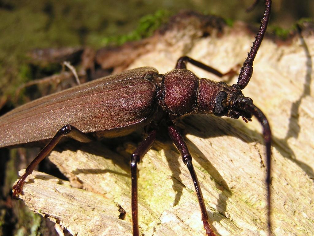 Megopis scabricornis (Scopoli, 1763)