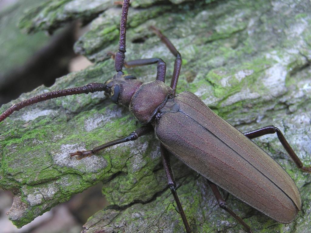 Megopis scabricornis (Scopoli, 1763)