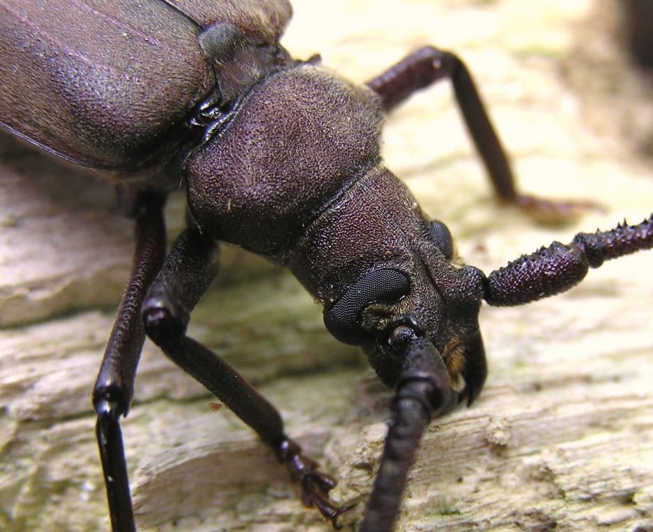 Megopis scabricornis (Scopoli, 1763)