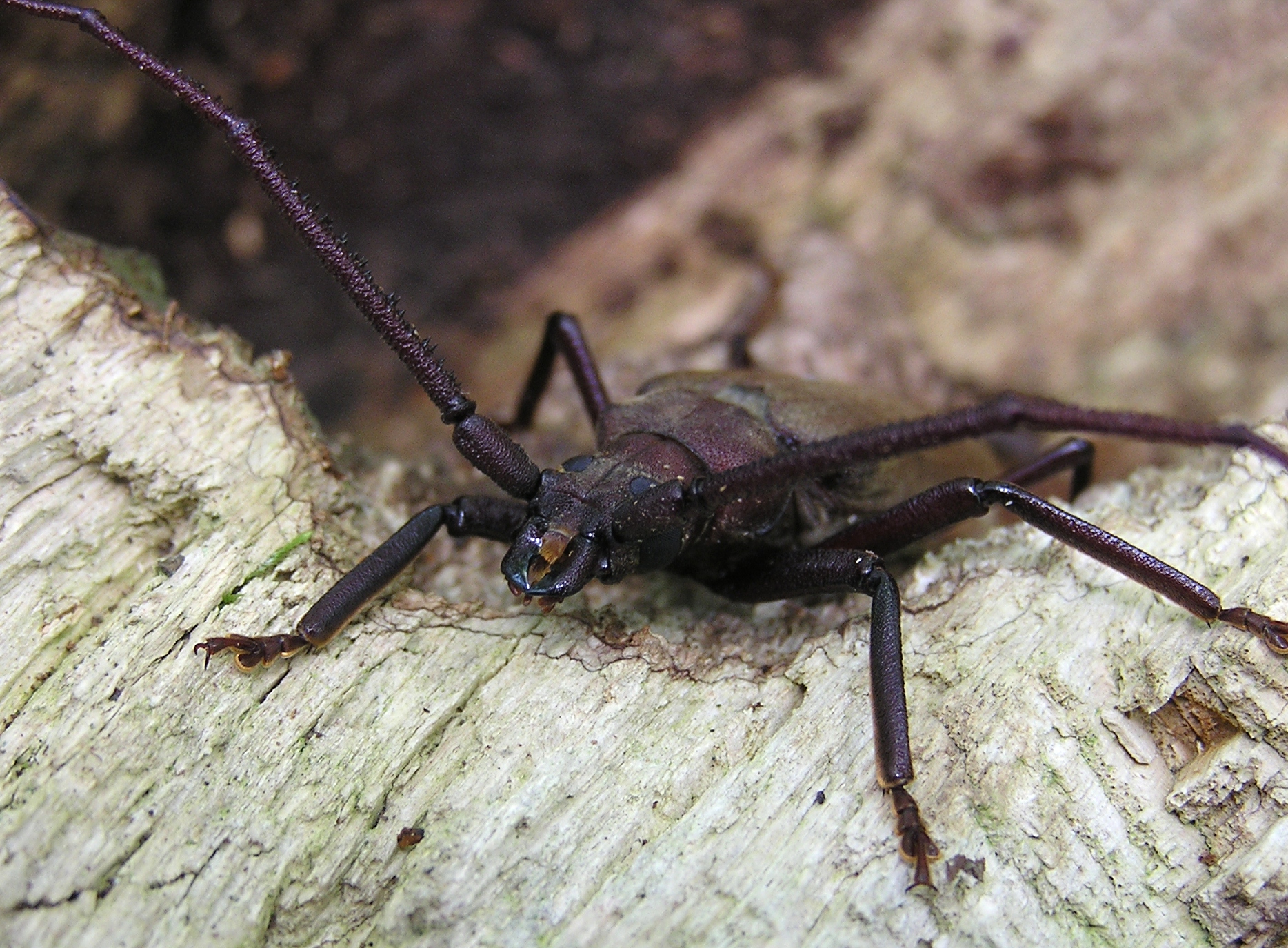 Megopis scabricornis (Scopoli, 1763)