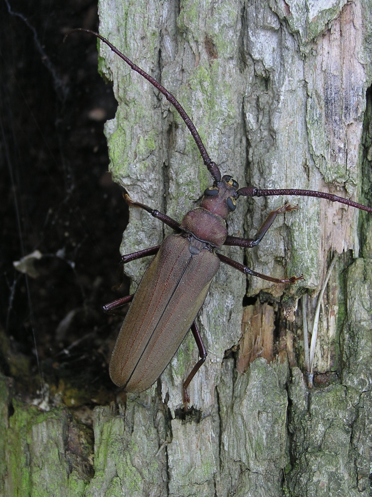 Megopis scabricornis (Scopoli, 1763)