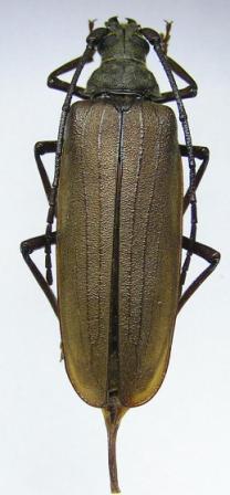 Megopis scabricornis (Scopoli, 1763)