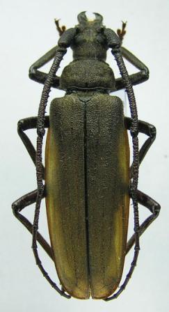 Megopis scabricornis (Scopoli, 1763)