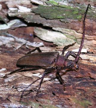 Megopis scabricornis (Scopoli, 1763)