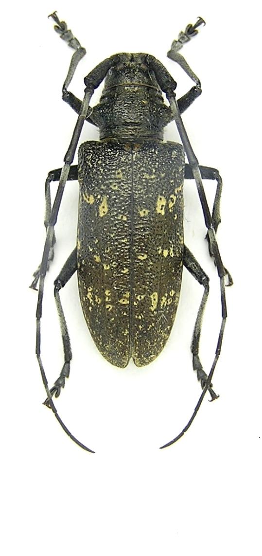 Monochamus sutor (Linnaeus, 1758)