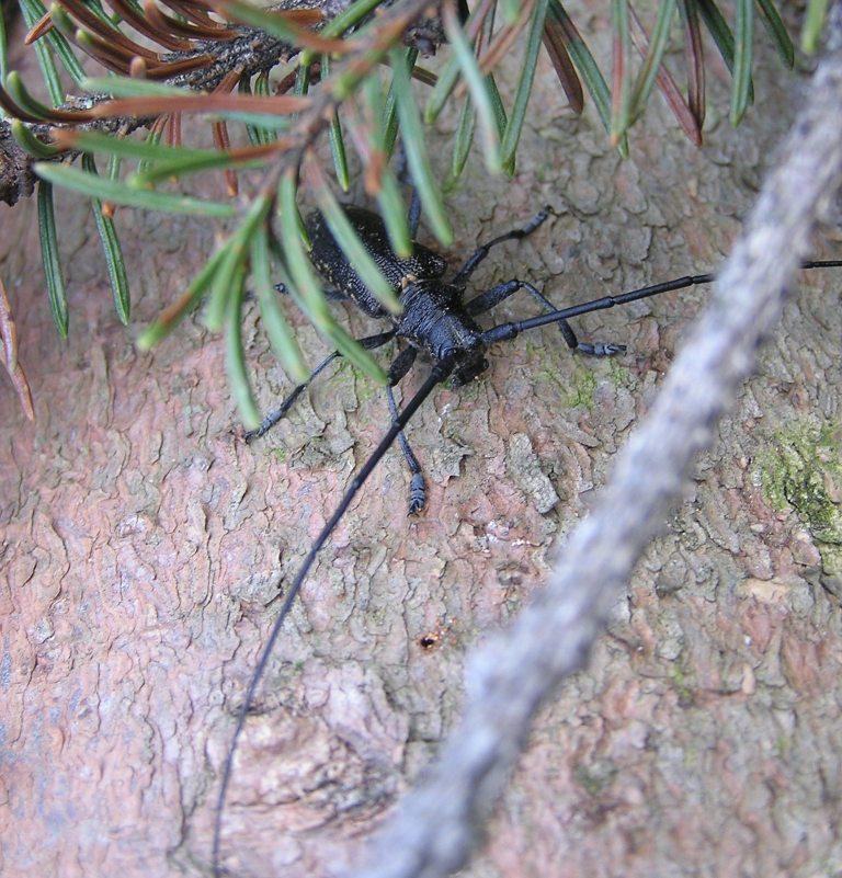 Monochamus sutor (Linnaeus, 1758)