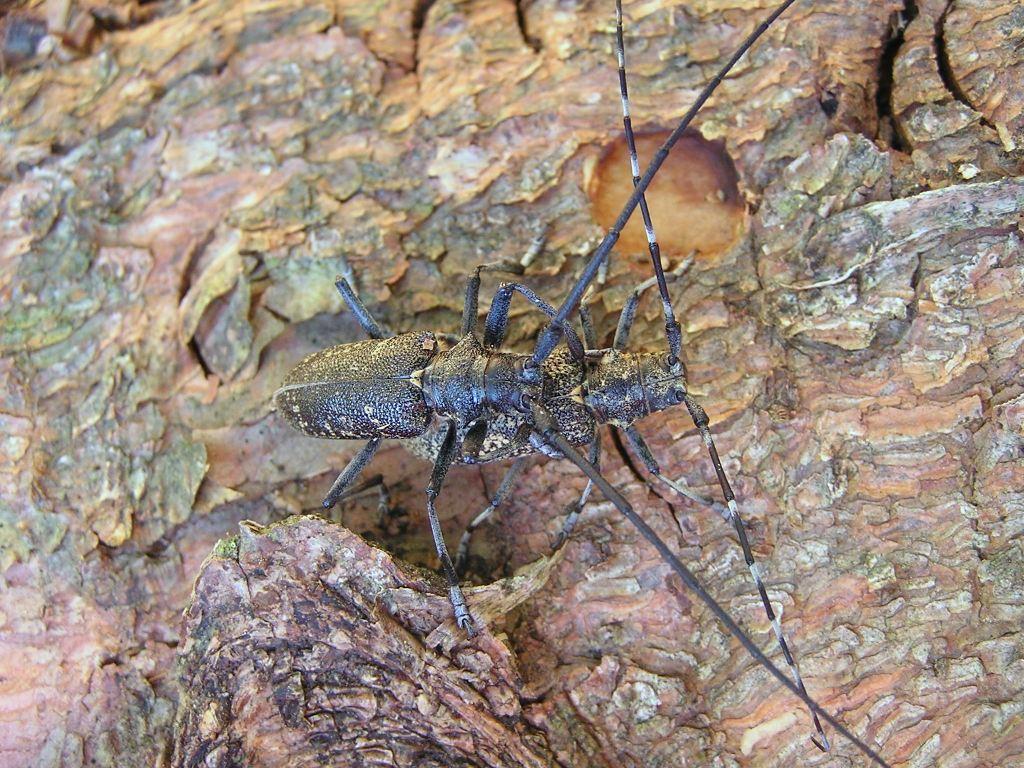 Monochamus sutor (Linnaeus, 1758)