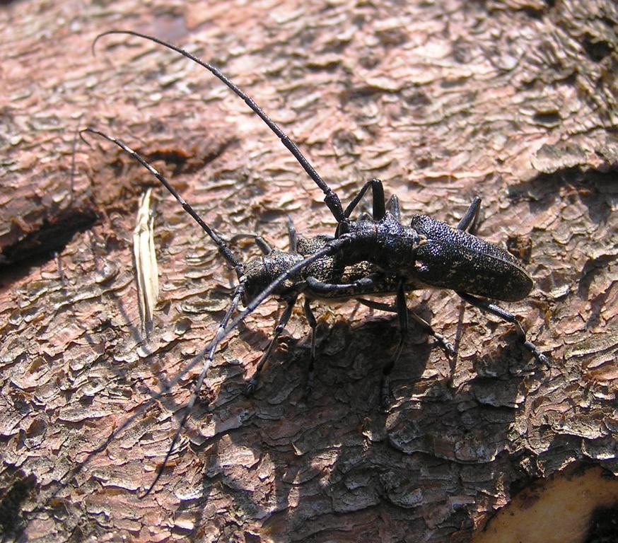 Monochamus sutor (Linnaeus, 1758)