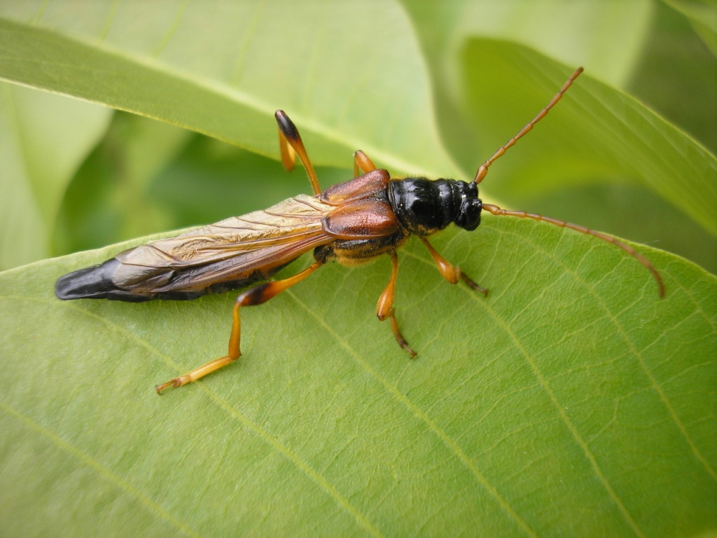 Necydalis maior Linnaeus, 1758