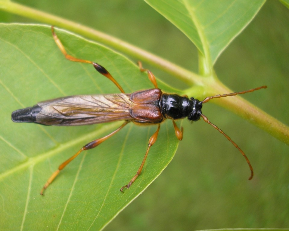 Necydalis maior Linnaeus, 1758