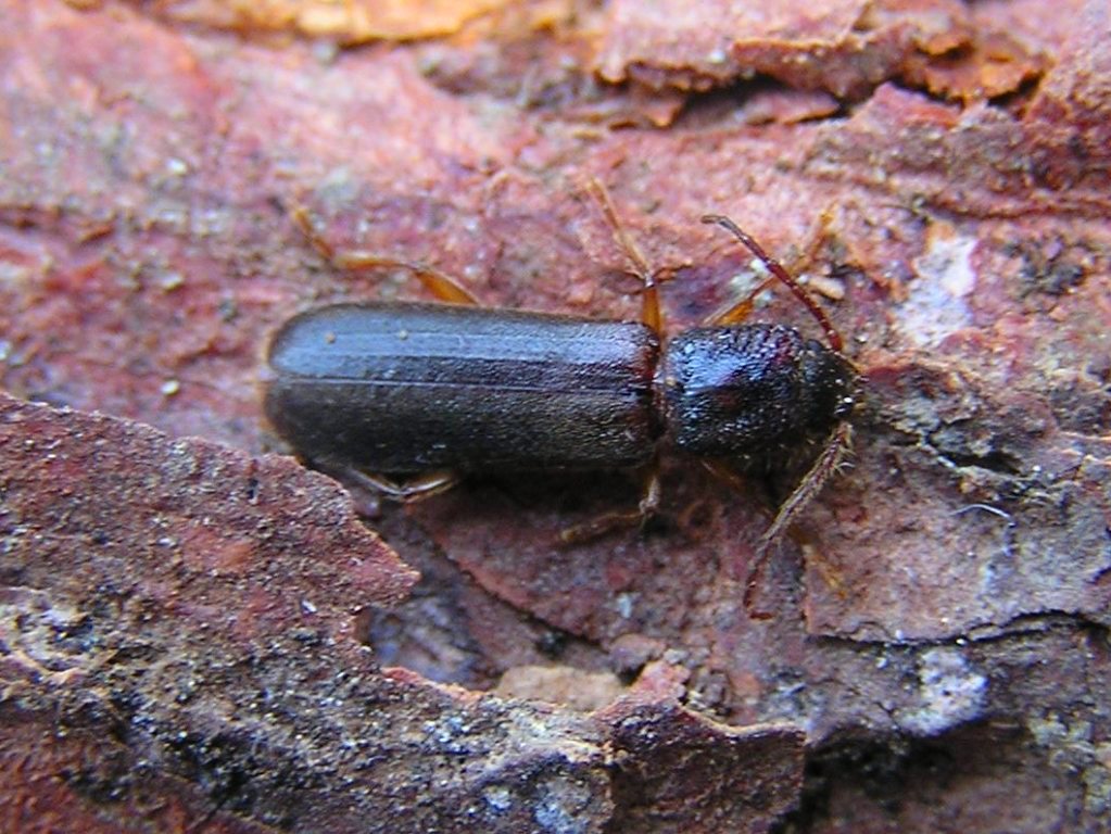 Nothorhina muricata (Dalman, 1817)