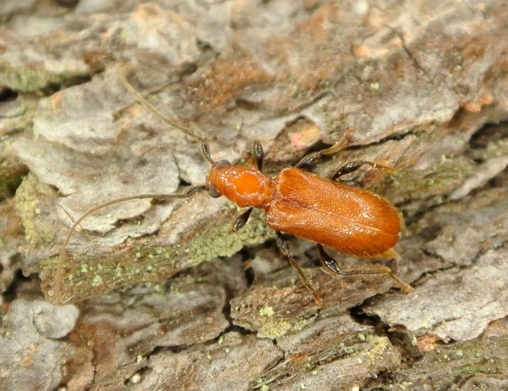 Obrium cantharinum (Linnaeus, 1767)