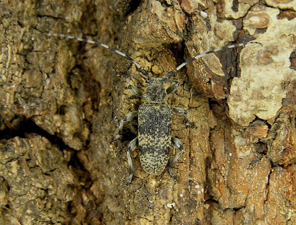 Oplosia cinerea (Mulsant, 1839)