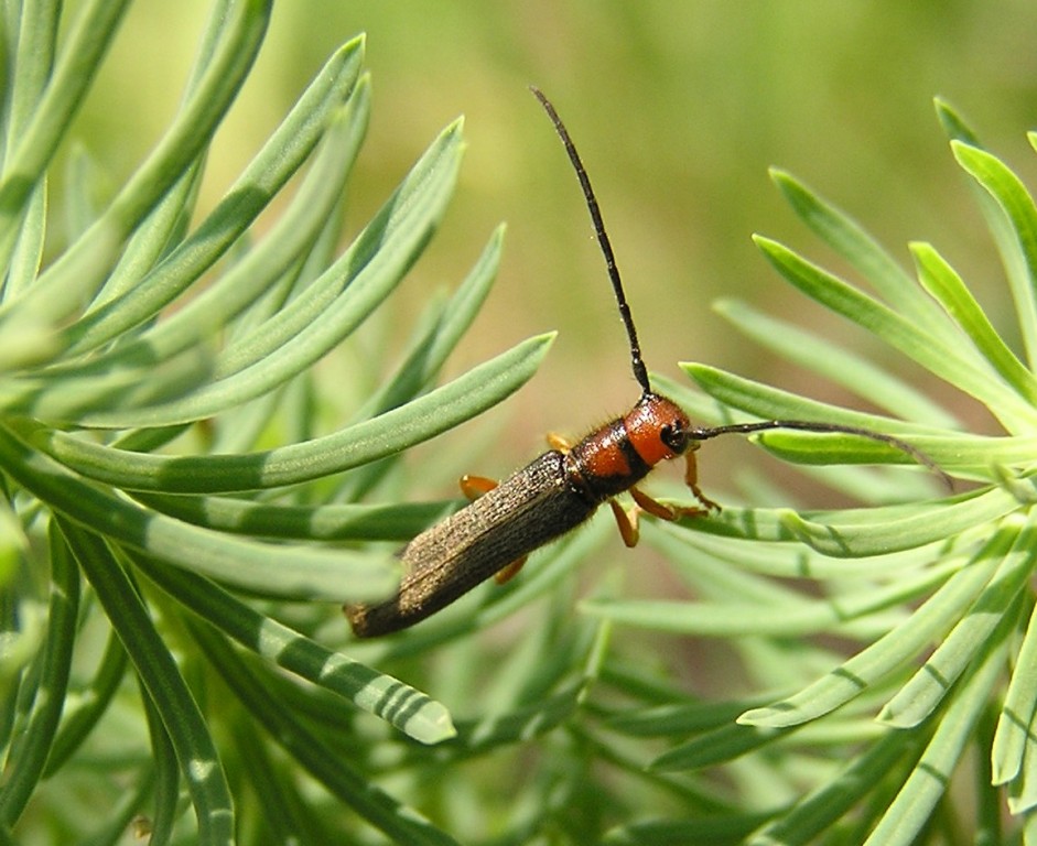 Oberea erythrocephala (Schrank, 1776)