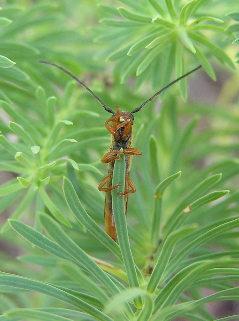 Oberea erythrocephala (Schrank, 1776)