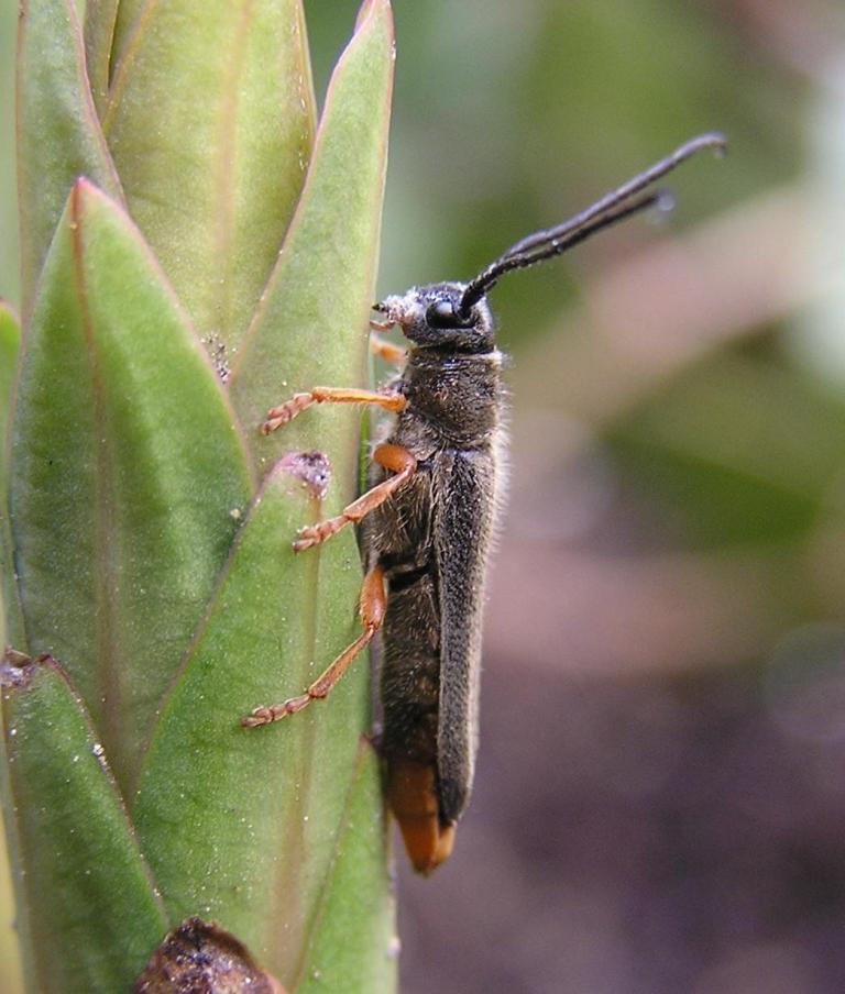 Oberea euphorbiae (Germar, 1813)