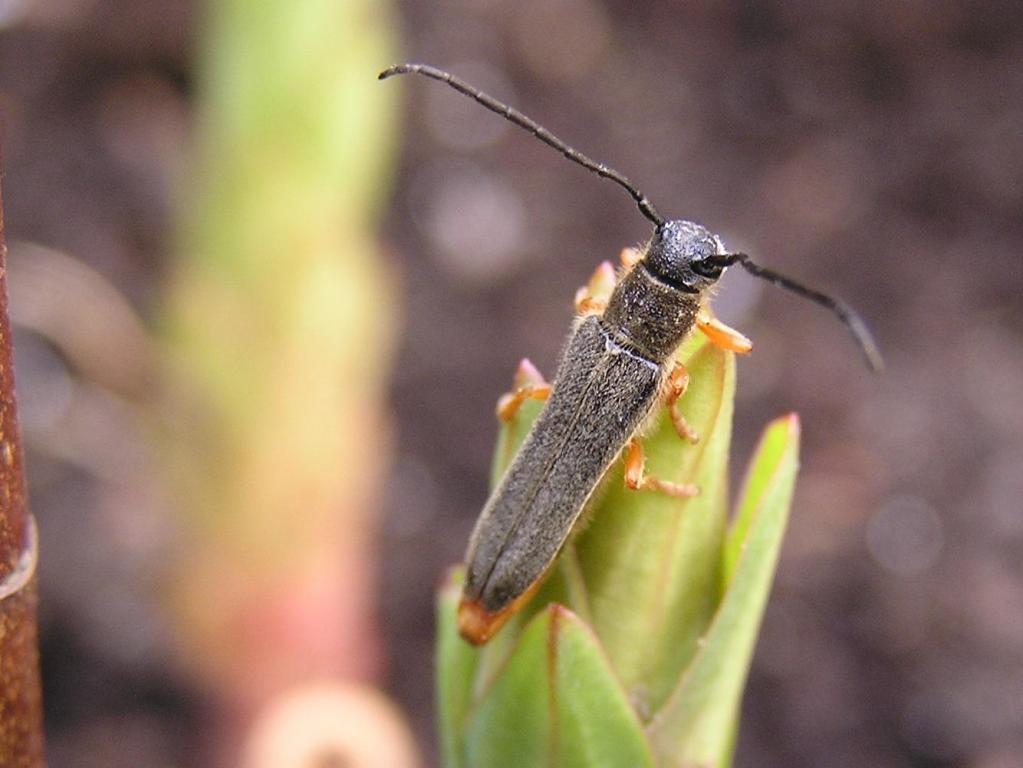 Oberea euphorbiae (Germar, 1813)